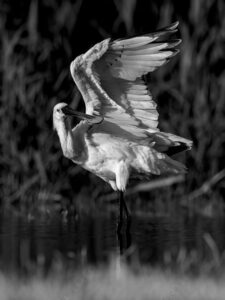 Photos of Eurasian Spoonbill (Platalea leucorodia)