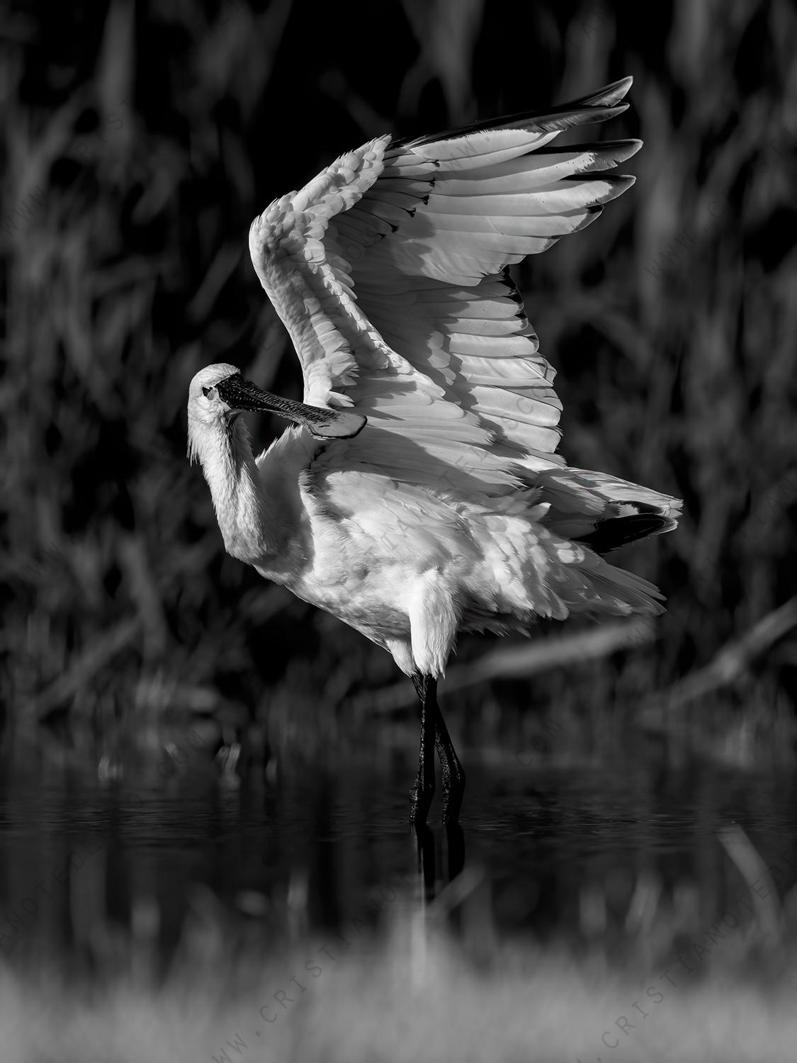 Photos of Eurasian Spoonbill (Platalea leucorodia)