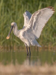 Photos of Eurasian Spoonbill (Platalea leucorodia)