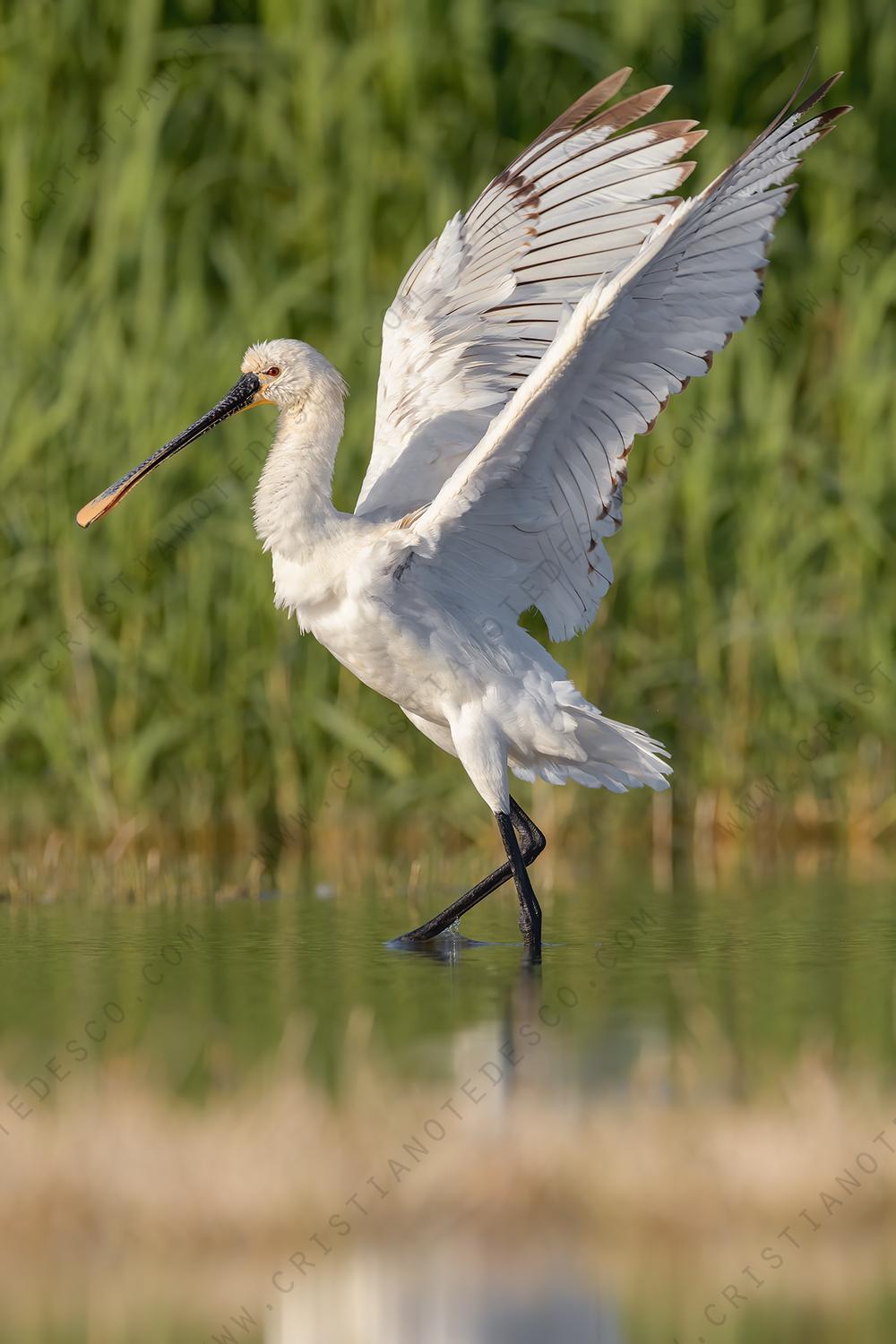 Foto di Spatola (Platalea leucorodia)