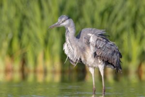 Foto di Airone cenerino (Ardea cinerea)