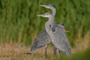 Foto di Airone cenerino (Ardea cinerea)