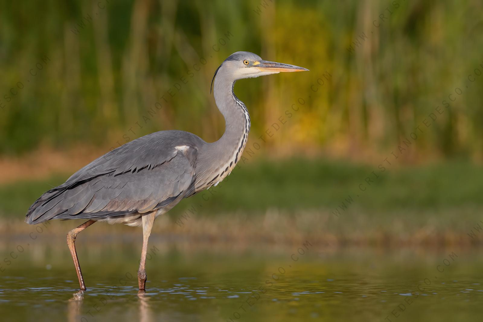 Foto di Airone cenerino (Ardea cinerea)