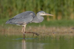 Foto di Airone cenerino (Ardea cinerea)