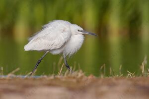 Photos of Little Egret (Egret garzetta)