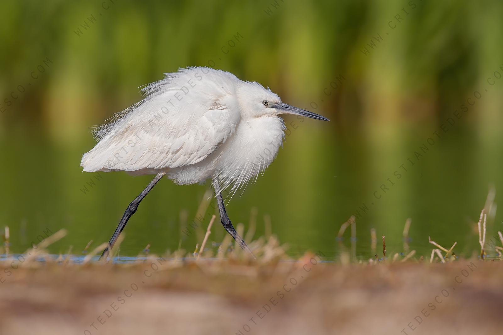 Foto di Garzetta (Egretta garzetta)