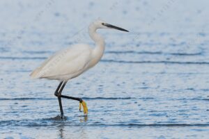 Foto di Garzetta (Egret garzetta)