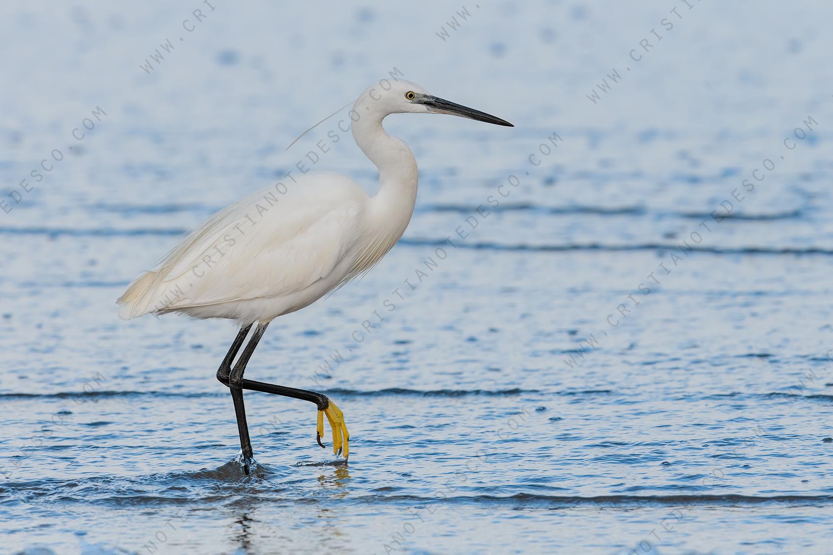 Foto di Garzetta (Egret garzetta)