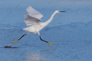 Foto di Garzetta (Egret garzetta)