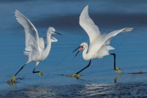 Foto di Garzetta (Egret garzetta)