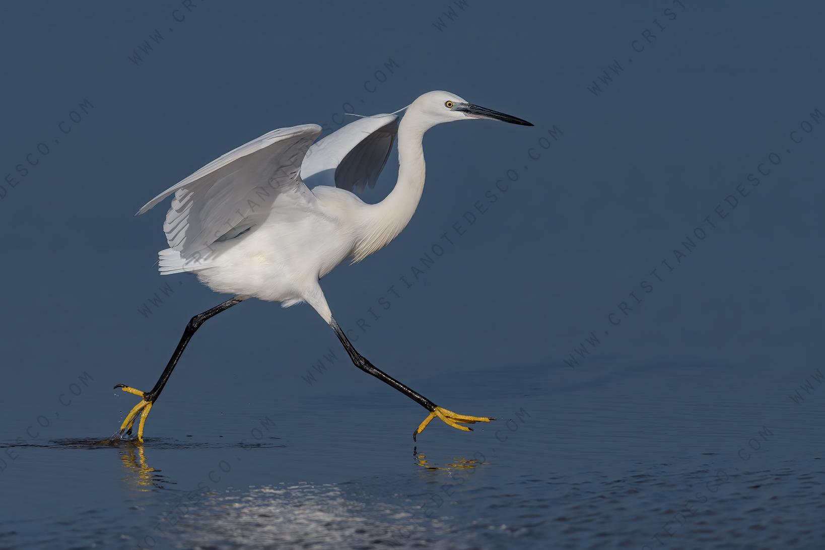 Foto di Garzetta (Egret garzetta)