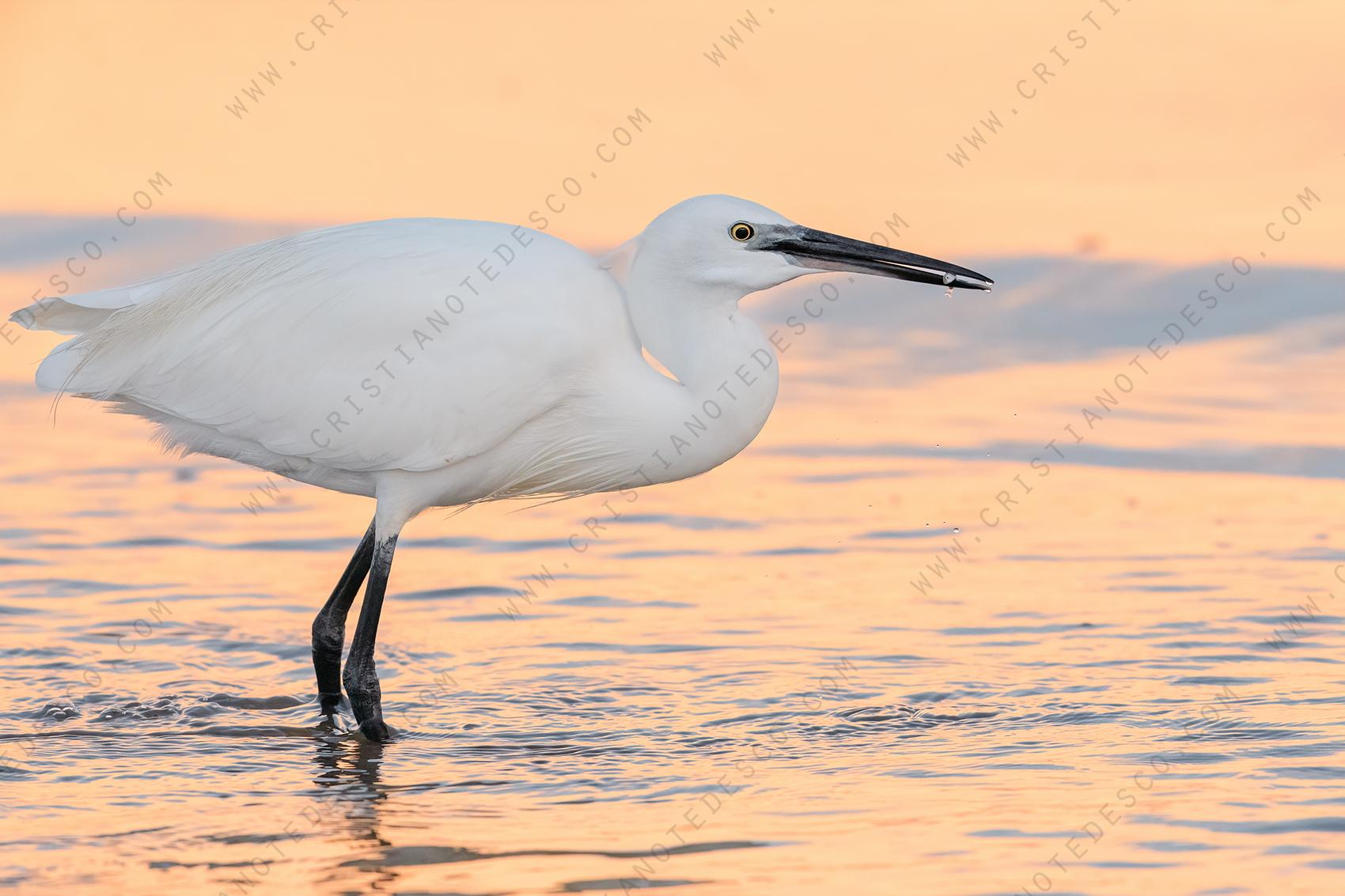 Foto di Garzetta (Egret garzetta)