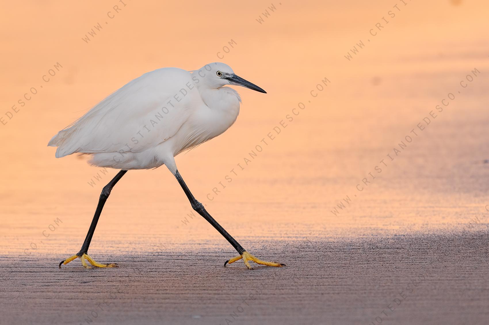 Foto di Garzetta (Egret garzetta)