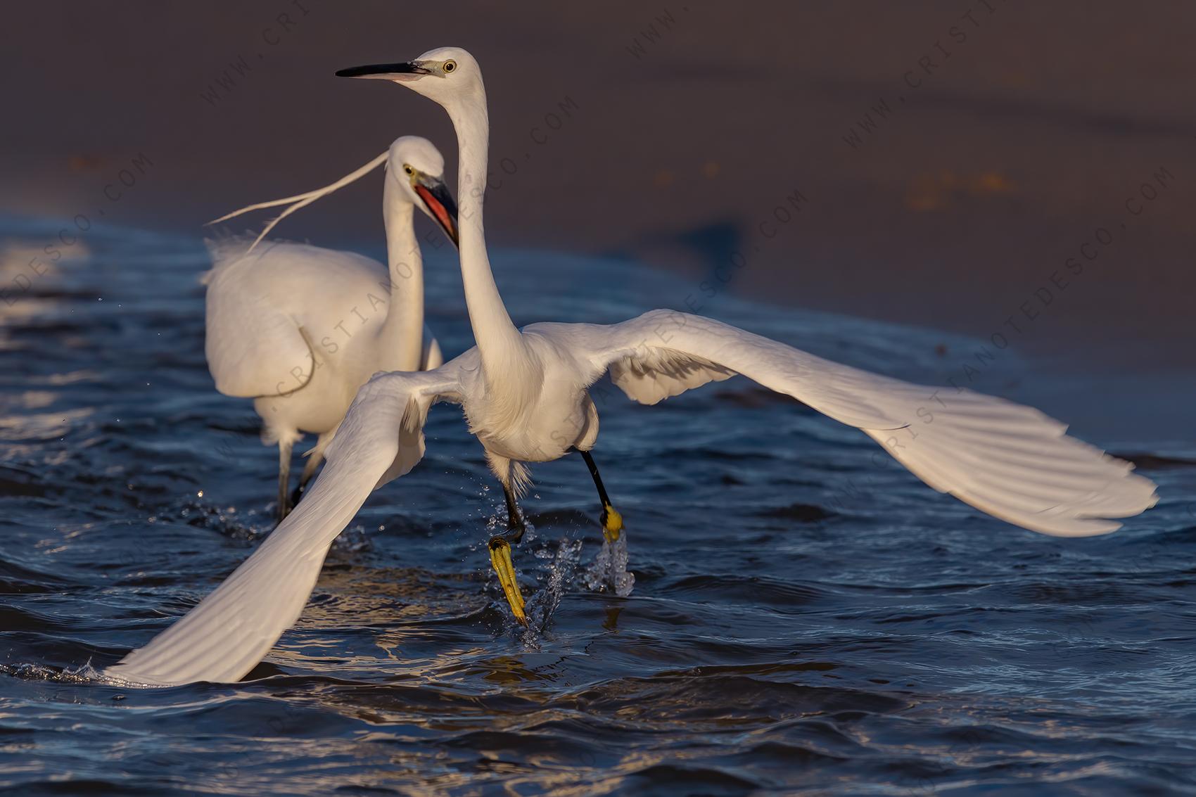 Foto di Garzetta (Egret garzetta)