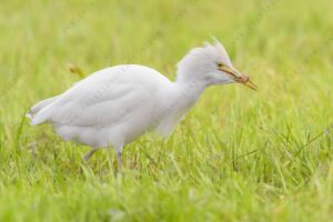 Foto di Airone guardabuoi (Bibulcus ibis)