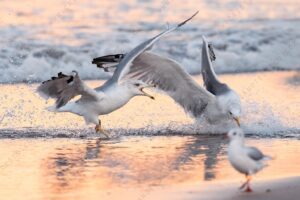 Yellow-legged Gull images (Larus michahellis)