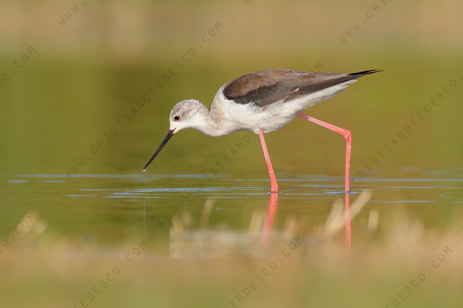 Foto di Cavaliere d'Italia (Himantopus himantopus)