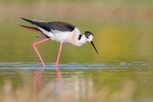 Foto di Cavaliere d'Italia (Himantopus himantopus)