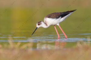 Foto di Cavaliere d'Italia (Himantopus himantopus)