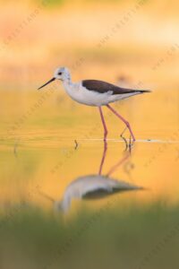 Foto di Cavaliere d'Italia (Himantopus himantopus)