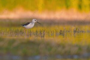 Black-winged Stilt images (Himantopus himantopus)