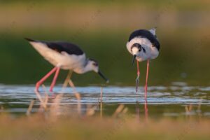 Foto di Cavaliere d'Italia (Himantopus himantopus)