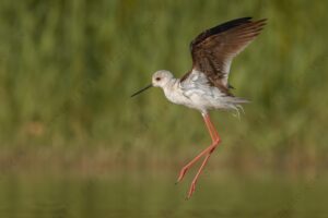 Foto di Cavaliere d'Italia (Himantopus himantopus)