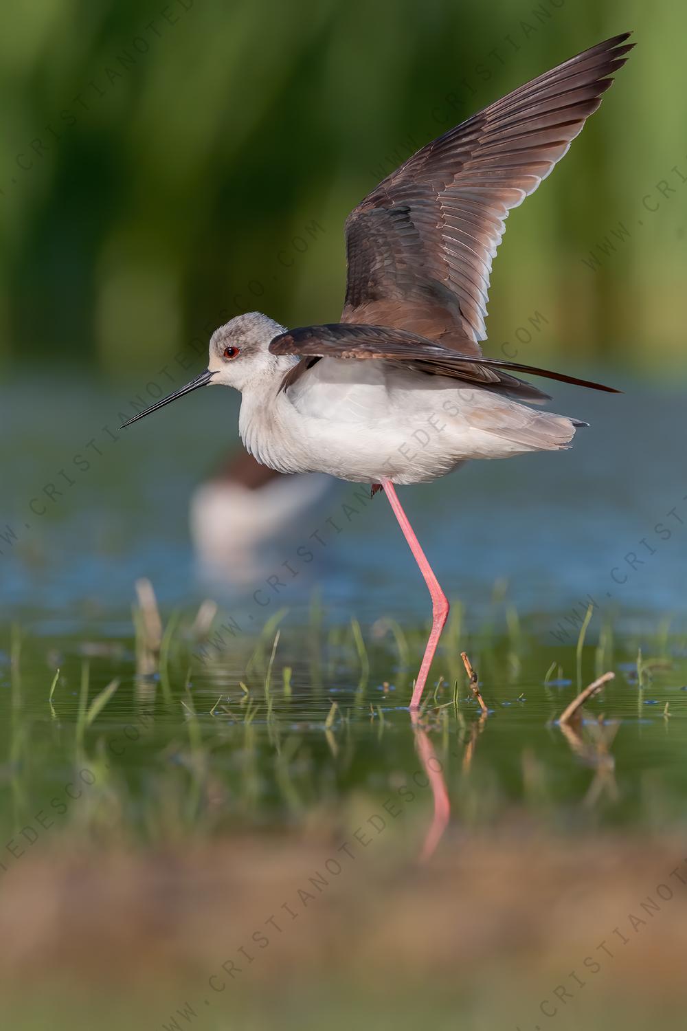 Foto di Cavaliere d'Italia (Himantopus himantopus)