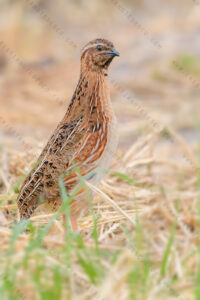 Foto di Quaglia (Coturnix coturnix)