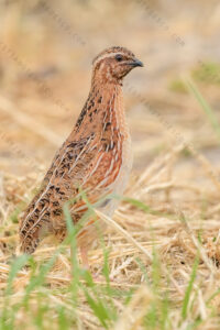 Foto di Quaglia (Coturnix coturnix)