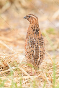 Foto di Quaglia (Coturnix coturnix)