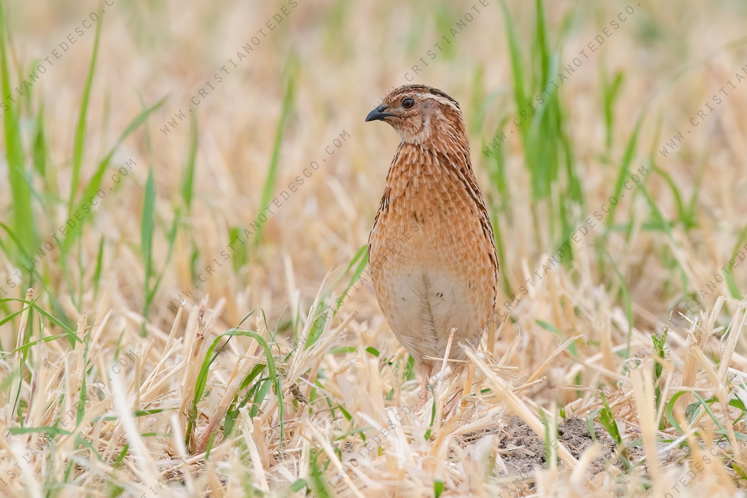 Photos of Common Quail (Coturnix coturnix)