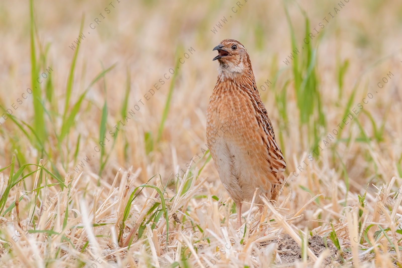 Foto di Quaglia (Coturnix coturnix)