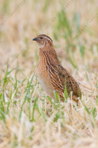 Foto di Quaglia (Coturnix coturnix)