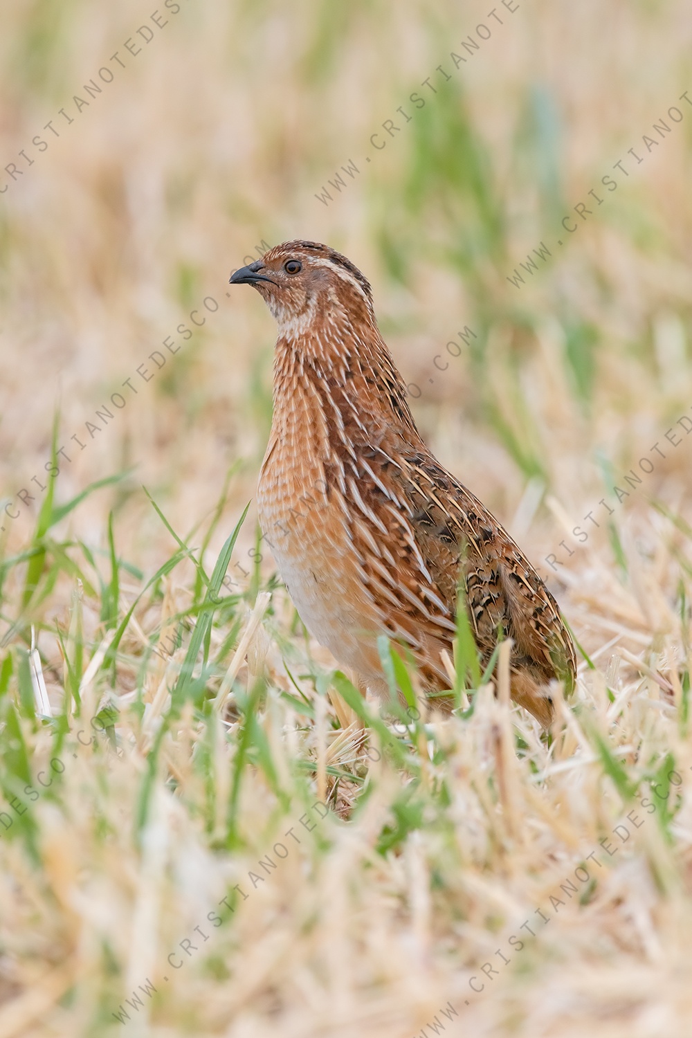 Photos of Common Quail (Coturnix coturnix)