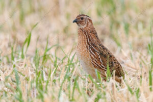 Photos of Common Quail (Coturnix coturnix)