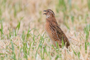 Photos of Common Quail (Coturnix coturnix)