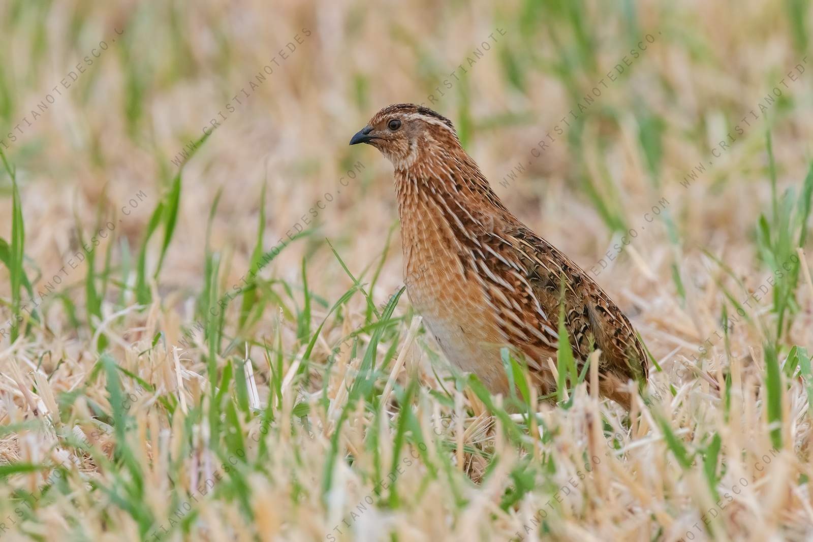 Foto di Quaglia (Coturnix coturnix)