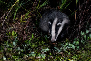 Photos of European badger (Meles meles)