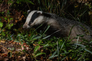 Photos of European badger (Meles meles)