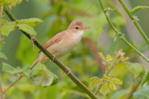 Eurasian Reed Warbler images (Acrocephalus scirpaceus)