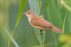 Eurasian Reed Warbler images (Acrocephalus scirpaceus)