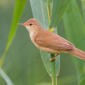 Foto di Cannaiola (Acrocephalus scirpaceus)