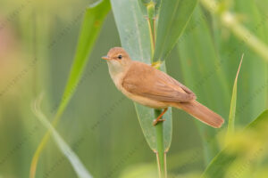 Eurasian Reed Warbler images (Acrocephalus scirpaceus)