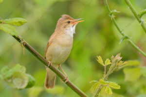 Foto di Cannaiola (Acrocephalus scirpaceus)