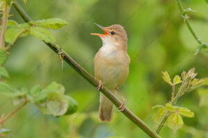Foto di Cannaiola (Acrocephalus scirpaceus)