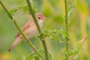 Eurasian Reed Warbler images (Acrocephalus scirpaceus)