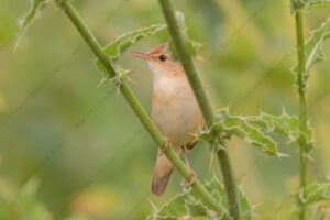 Eurasian Reed Warbler images (Acrocephalus scirpaceus)