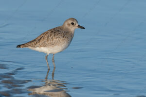 Foto di Pivieressa (Pluvialis squatarola)