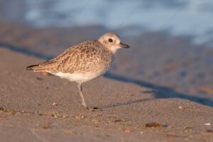 Foto di Pivieressa (Pluvialis squatarola)